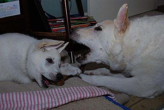 Welpen Weisse Schferhunde und Weier Schferhund Ashne