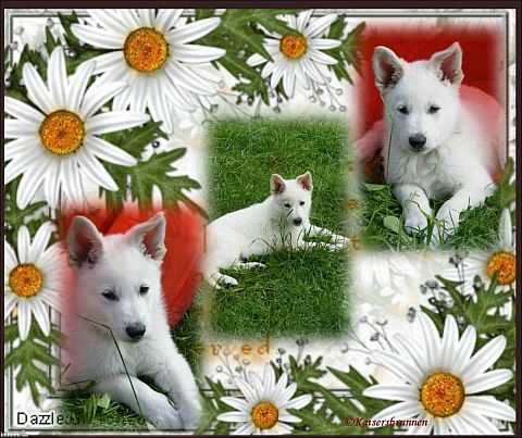 Weier Schferhund und Weisse Schferhunde