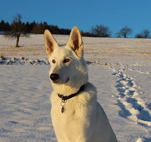 Weier Schferhund im Schnee Weisser Schferhund