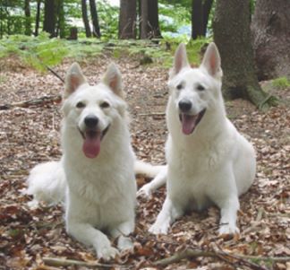 Charakter Wei�er Sch�ferhund