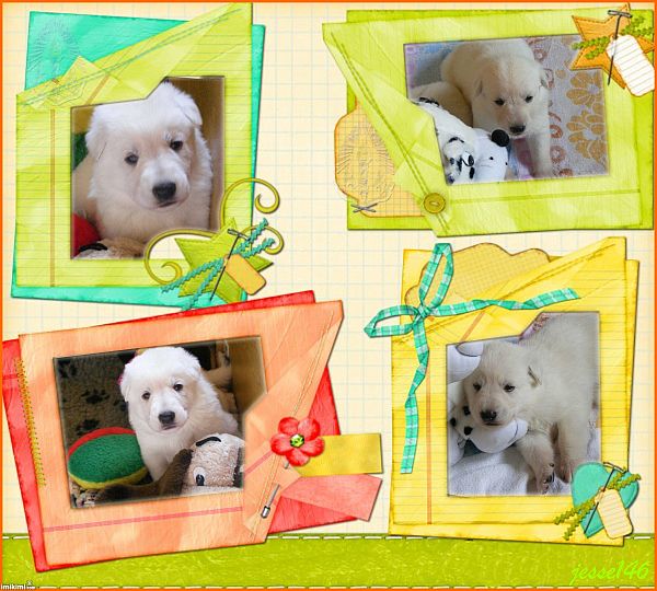 Gewicht Weiße Schäferhunde N - Wurf - Welpen vom Kaisersbrunnen