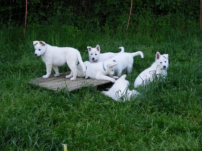 Welpen - Weisse Schferhunde Beschftigung und Auslauf Weisser Schferhund