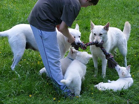 Weisse Schferhunde und Welpen - Weisser Schferhund