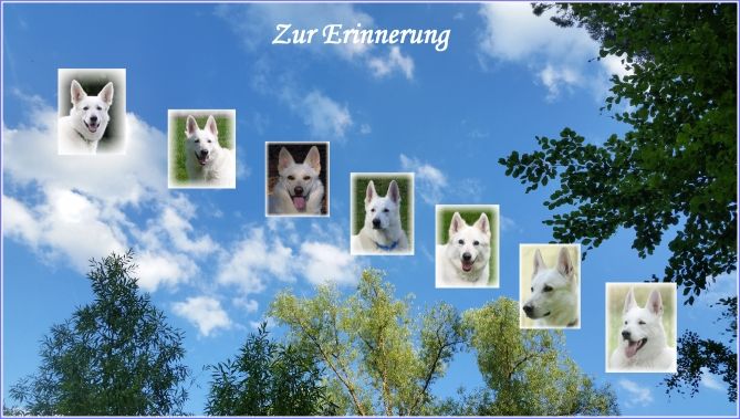  Weie Schferhunde Lebenserwartung Weier Schferhund