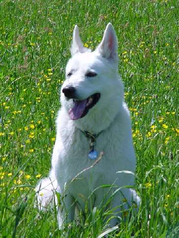 bina4.jpg (41826 Byte)