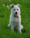 Wei�er Sch�ferhund Welpen