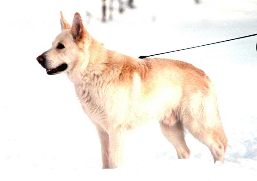 Wei�er Sch�ferhund Hirsto