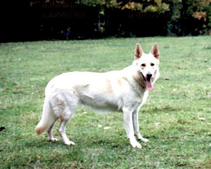 Weisser Sch�ferhund Ida