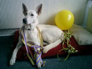 Weisser Sch�ferhund Anouk-Freya