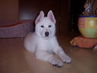 Weisser Sch�ferhund Welpen
