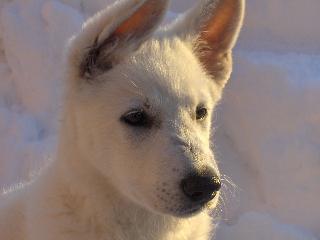 Wei�er Sch�ferhund Billie-Gean