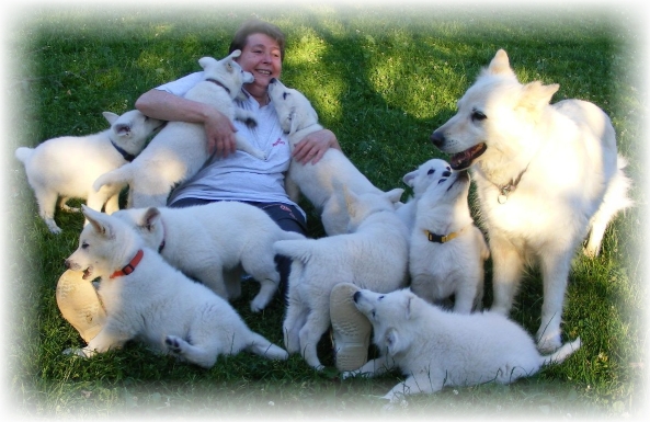 Weisser Schferhund Erfahrungesberichte Weisse Schferhunde