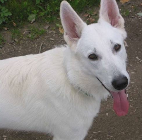 Weisser Sch�ferhund Duncan-Iro