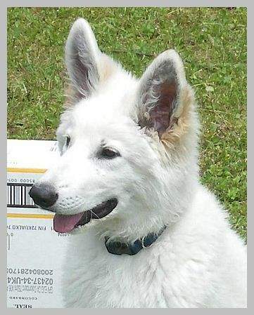 Weisser Sch�ferhund Jimmy Deam