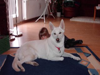 Wei�er Sch�ferhund Dana-Jeanny