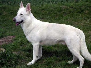 Weisser Sch�ferhund Dag-Lug