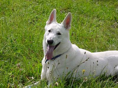 Weisse Schweizer Sch�ferhund Assi vom Kaiserbrunnen