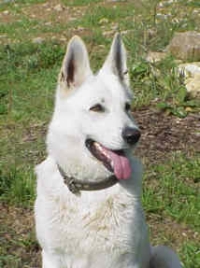 Wei�er Sch�ferhund Icing Sugar vom Werntal