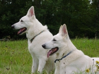 Standard Weisser Sch�ferhund