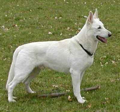 Weisser Schferhund Rde Stockhaar Standard