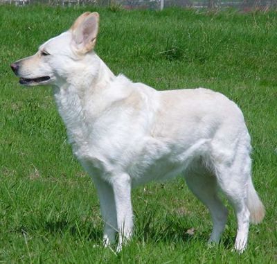 Weißer Schäferhund mit Wildfarbe Weißer Schweizer Schäferhund Wildfärbung