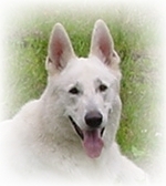 Weisser Schferhund - Assi