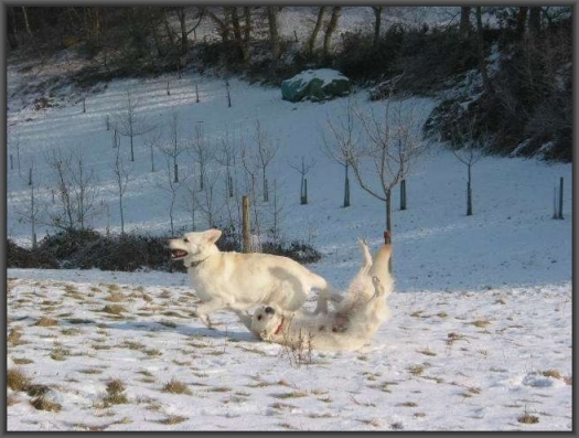 Weisse Schferhunde - Wesen und Charakter