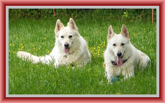 Mutter und Tochter Weisser Schweizer Schferhund - Berger Blanc Suisse