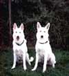Assi und Alpha-Cheyenne