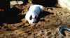 wo ist das M�uschen
