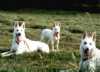 Gassi mit Bonny