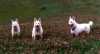 Bina, Delena und Assi