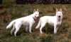 Assi und Delena