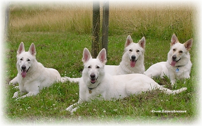Delena, Assi, Cessy und Sue - Weie Schferhunde