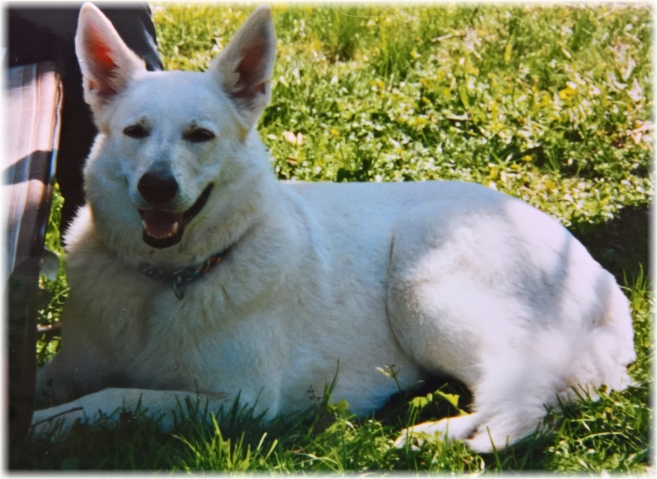 Bina- Weier Schferhund