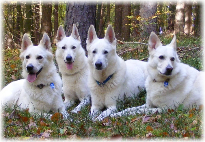 Assi, Cessy, Sue und Hope Weie Schferhunde