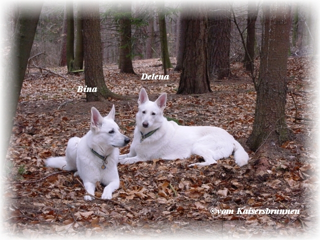 Bina und Delena - Weie Schferhund
