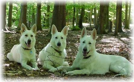 Delena, Assi und Cessy - Weie Schferhunde