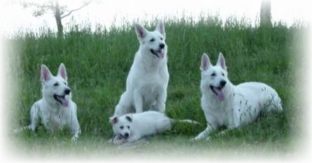 Bina, Delena, Assi und klein Cessy - Weie Schferhunde