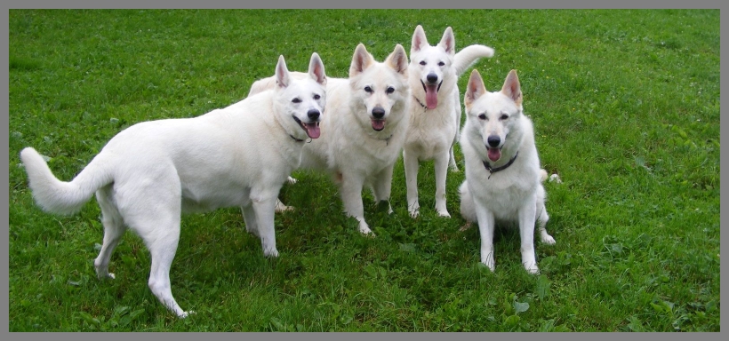 Weiße Schäferhunde