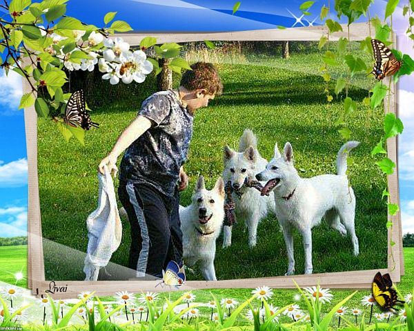 Weier Schferhund Auslauf und Beschftigung.Ausstellung Hunderasse - Weisser Schweizer Schferhunde