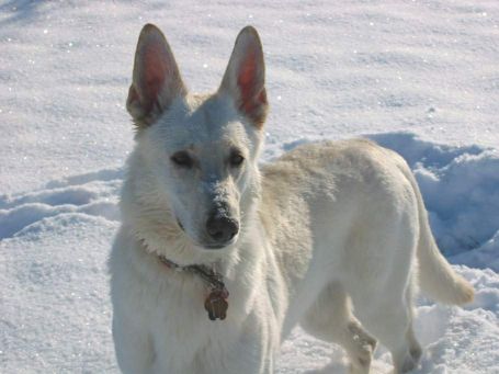 Wildfarbe - Wei�er Sch�ferhund - Wildf�rbung