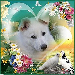 Weiße Schäferhunde - Welpen - Bilder Welpe - Weißer Schaeferhund