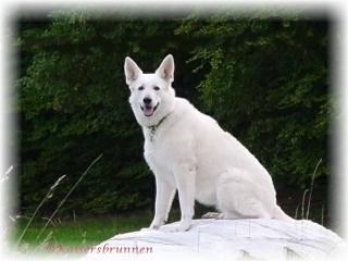 Bina Weißer Schäferhund