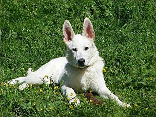 Welpe - Weier Schferhund