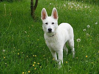 Weier Schweizer Schferhund