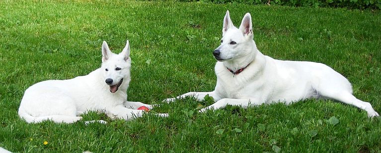 Gromutter und Enkeltochter Weier Schferhund