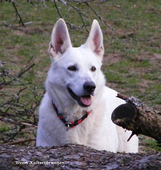 Weier Schferhund - Zuchthndin