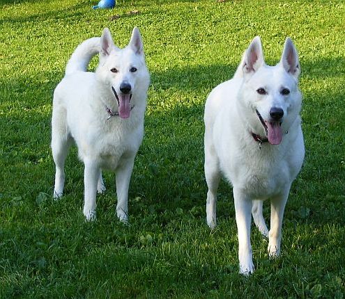 Mutter und Tochter Weie Schferhunde