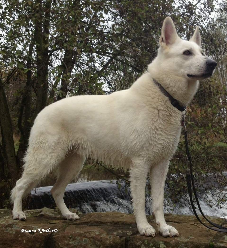 Berger Blanc Suisse